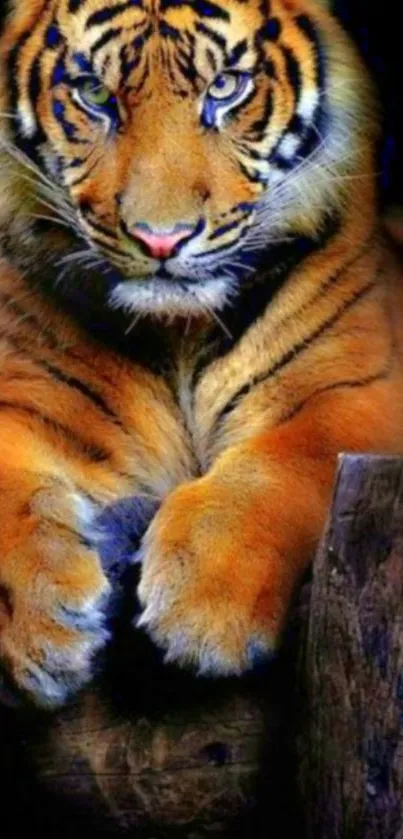 Majestic tiger with vibrant orange fur against a black background.