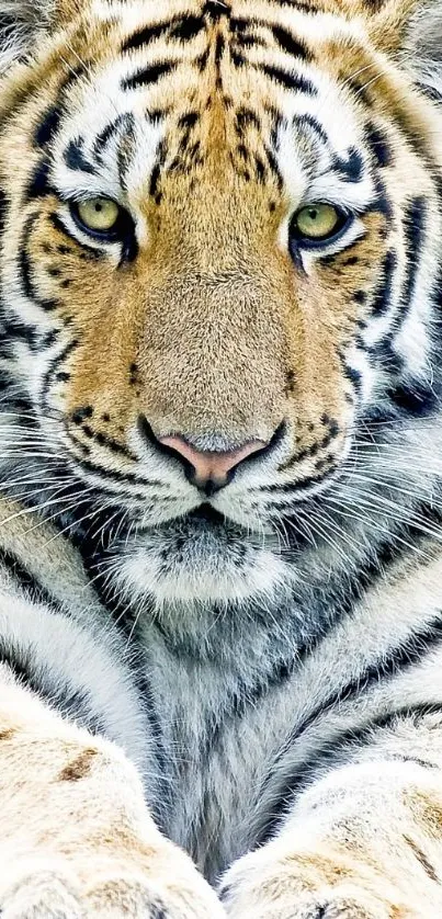 Close-up of a tiger's face with a striking gaze in a mobile wallpaper.