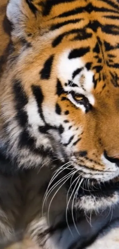 Close-up of a majestic tiger in vibrant stripes.