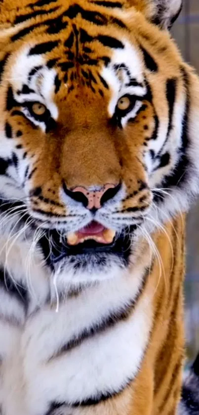 Close-up of a majestic tiger's face with vivid, striking colors.