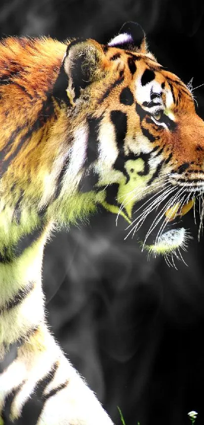 Majestic tiger walking through grass at night with a dark background.