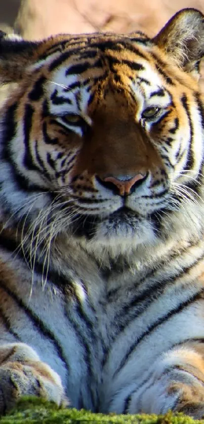Majestic tiger resting on a tree in a forest setting.