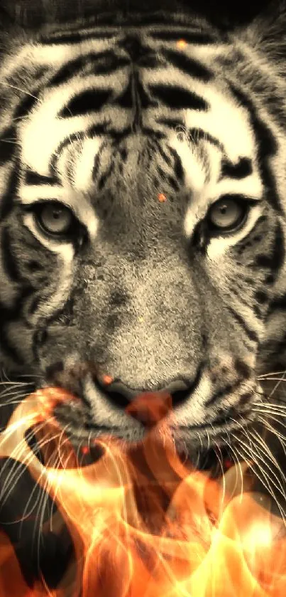 Sepia toned close-up of tiger's face on wallpaper.