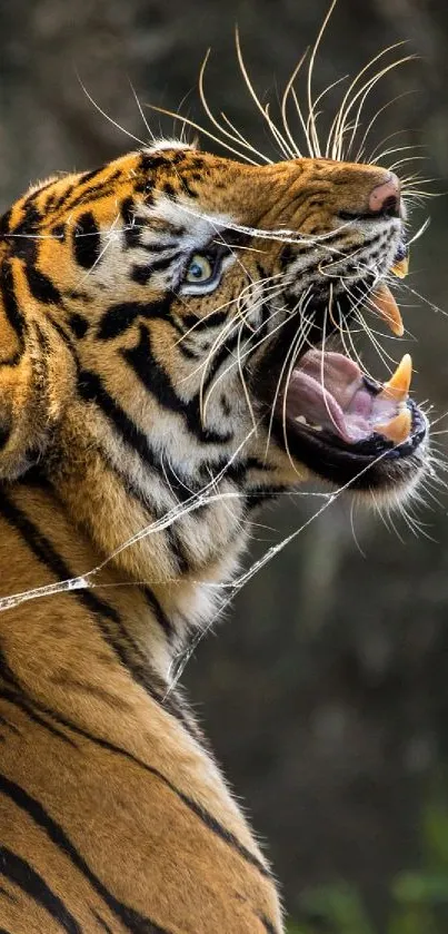 Majestic tiger roaring in jungle setting, perfect wallpaper.