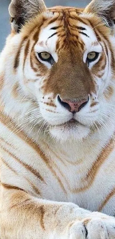 Majestic tiger with golden stripes on a natural background.