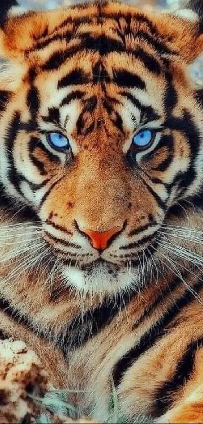 Majestic tiger with blue eyes in captivating wallpaper.