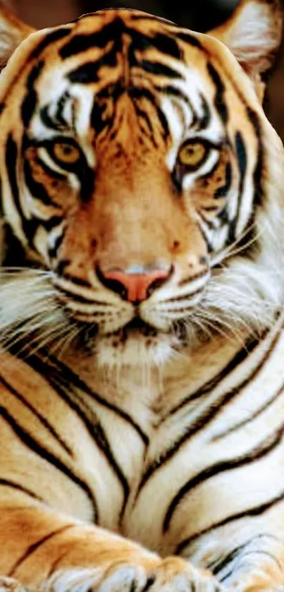 Close-up of a majestic tiger with striking stripes.