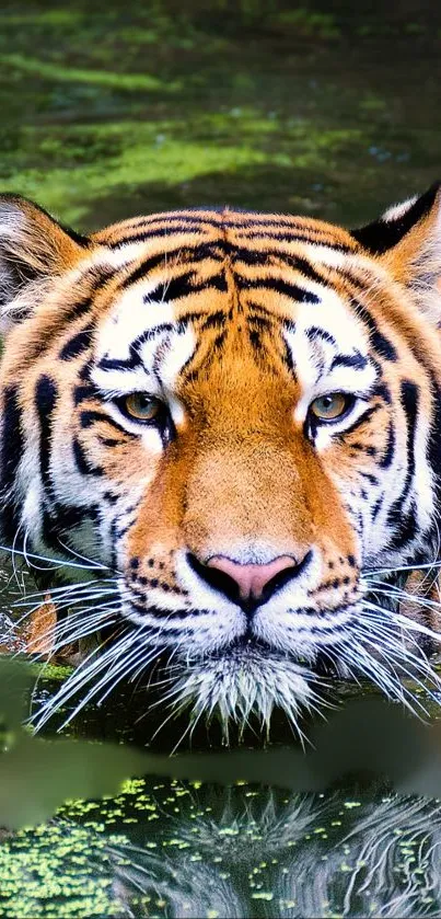 Majestic tiger in water mobile wallpaper.