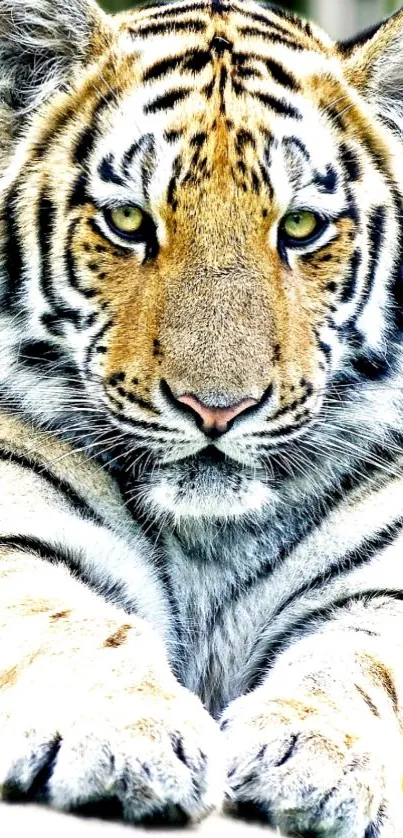 Close-up of a majestic tiger with detailed stripes on a mobile wallpaper.