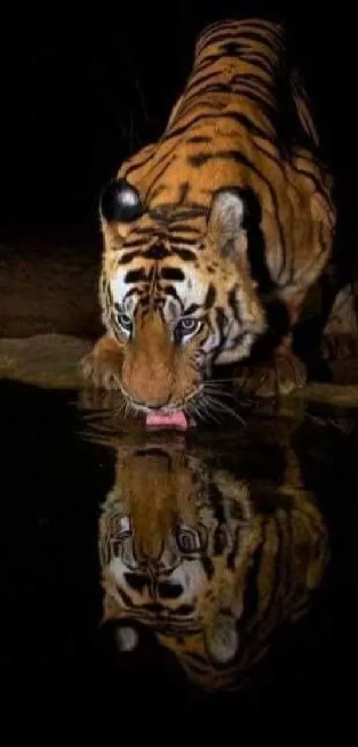 Majestic tiger drinking at night, reflected in water.