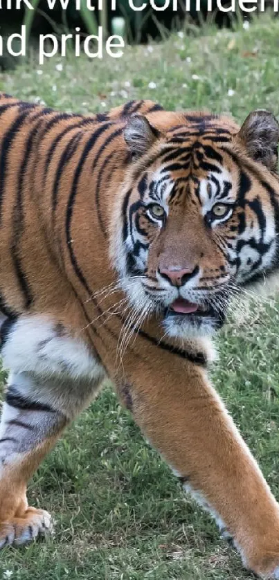 Majestic tiger strolling confidently on green grass.