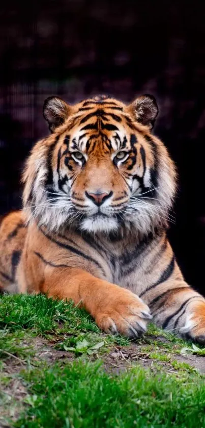 Majestic tiger resting on lush green grass, showcasing wildlife beauty.