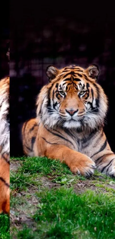 Majestic tiger resting on green grass background.