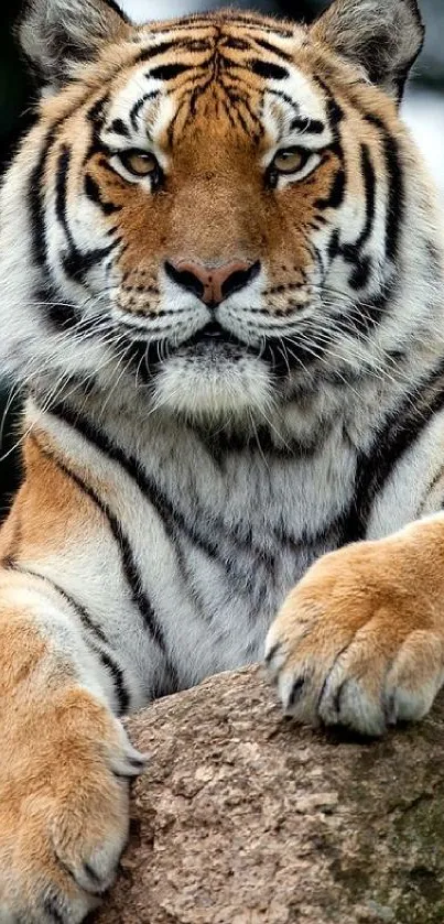 Majestic tiger resting on a rock, showcasing its wild beauty.