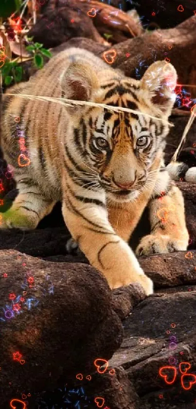 Beautiful tiger resting on rocky surface in natural setting wallpaper.