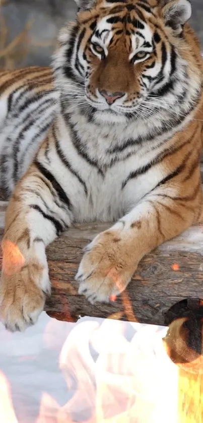 Tiger lounging on snowy log with fiery foreground.