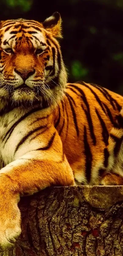 Majestic tiger resting on a tree stump in a dense forest setting.