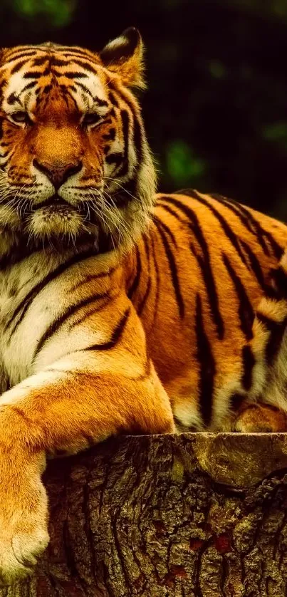 A majestic tiger lounges on a tree stump in a lush green forest setting.