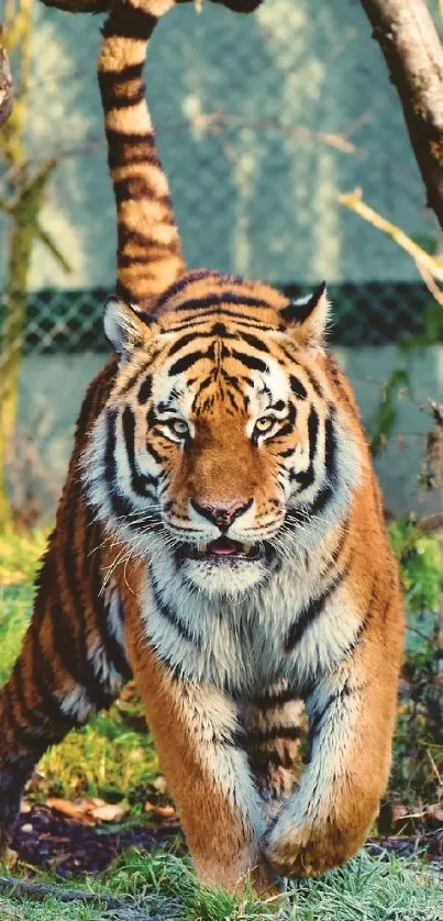 Close-up of a tiger walking in nature with lush green background.