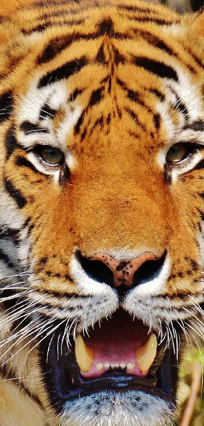 Majestic tiger with orange and black stripes in a natural setting.