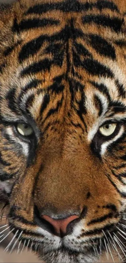 Close-up of a majestic tiger face with intricate textures and vibrant colors.