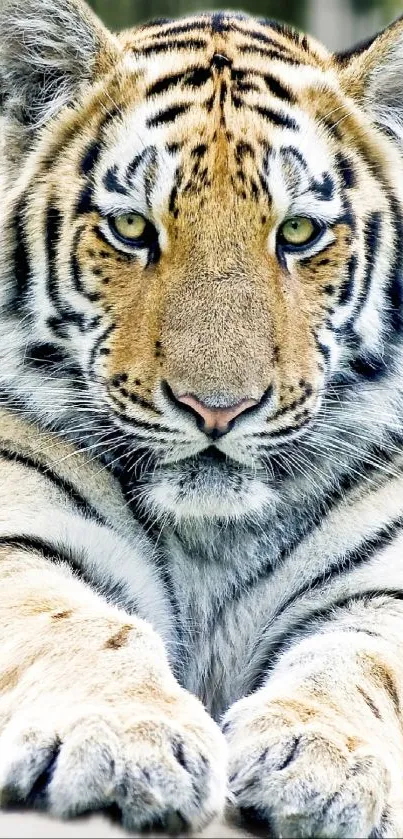 Close-up of a majestic tiger lying down.