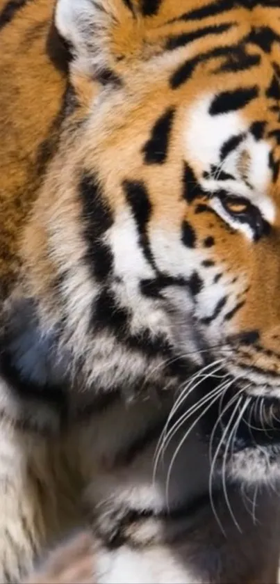 Close-up of a majestic tiger showcasing its vibrant orange and black stripes.