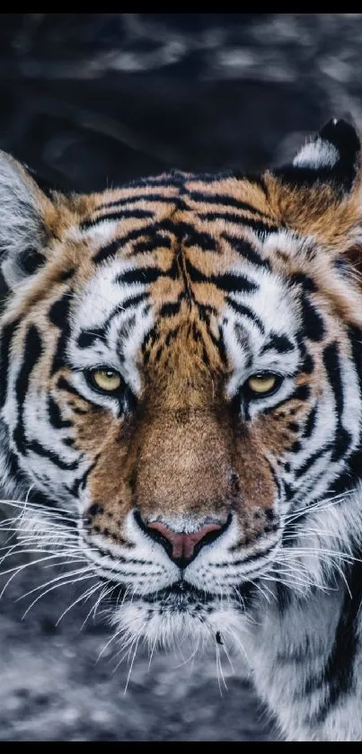 Close-up of a tiger's face in a striking mobile wallpaper.