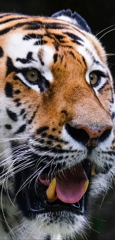 Close-up of a majestic tiger in the wild, showcasing vivid colors and striking detail.