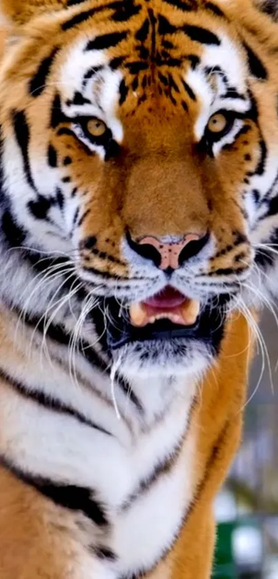 Close-up of a majestic tiger with piercing eyes and vibrant orange fur.