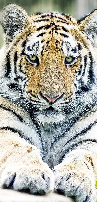 Close-up of a majestic tiger in a serene natural setting.