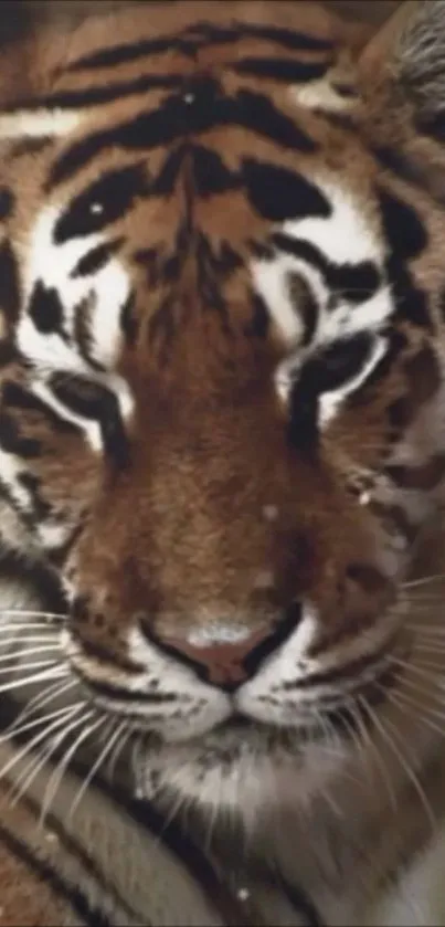 Close-up of a majestic tiger face with copper tones.