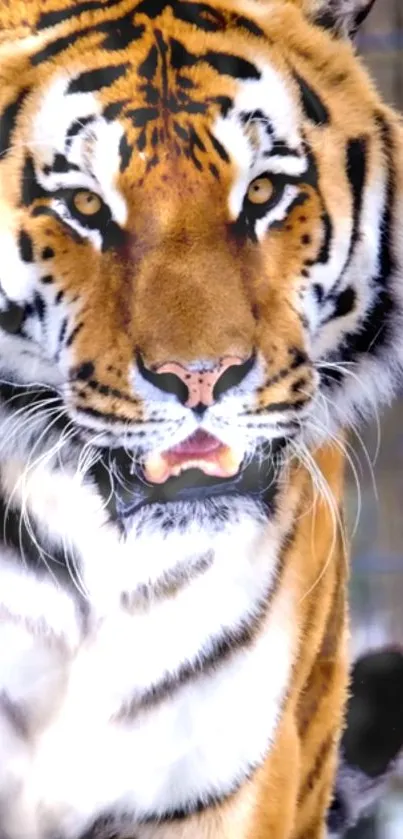 Close-up of a majestic tiger with striking orange and black stripes.