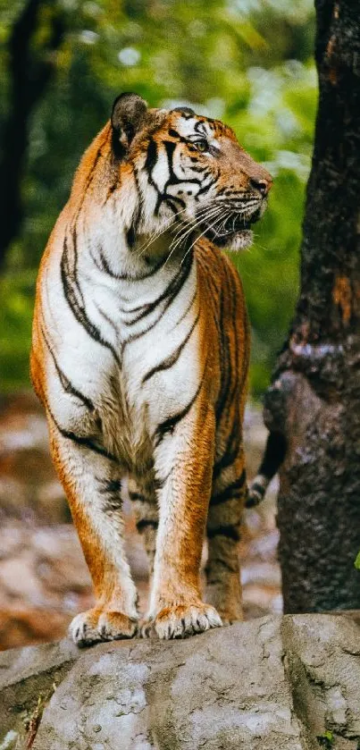 Majestic tiger standing on rock in green forest.