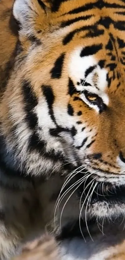 A close-up of a majestic tiger with vivid orange and black stripes.