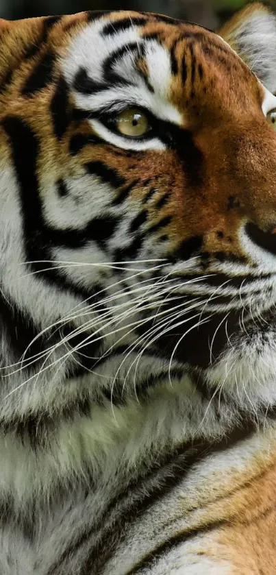 Close-up of a majestic Bengal tiger gazing intensely, highlighting its detailed facial patterns.