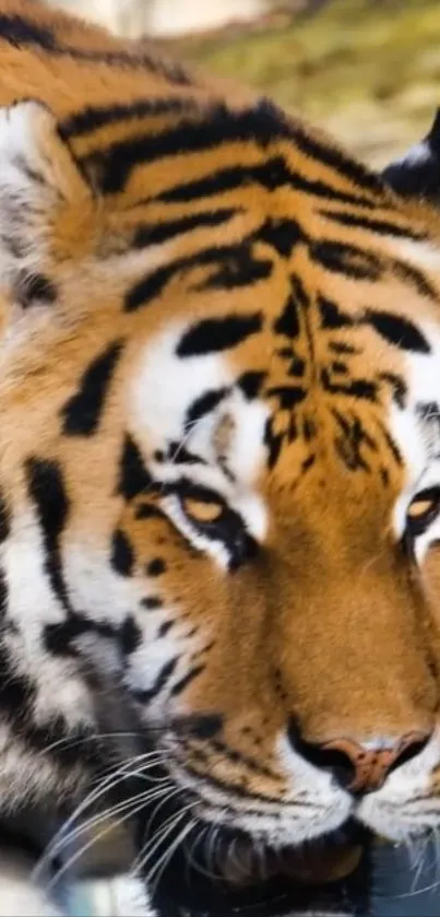 Close-up of majestic tiger staring forward in the wild.