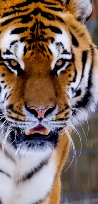 Close-up of a majestic tiger with striking orange fur and black stripes.