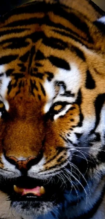 Close-up of a tiger in a forest setting, intense and majestic.