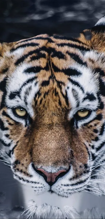 Close-up of a majestic tiger with intense gaze and vivid fur patterns.