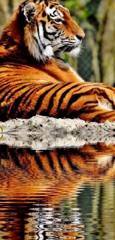 Tiger resting by the water with a reflection.