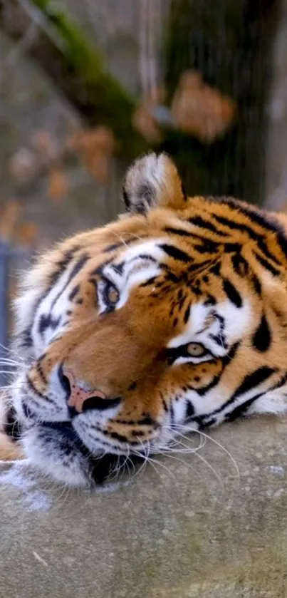 Peaceful tiger resting with natural background.