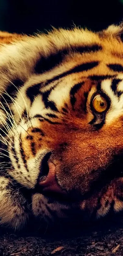 Majestic tiger resting on forest floor, vivid stripes.