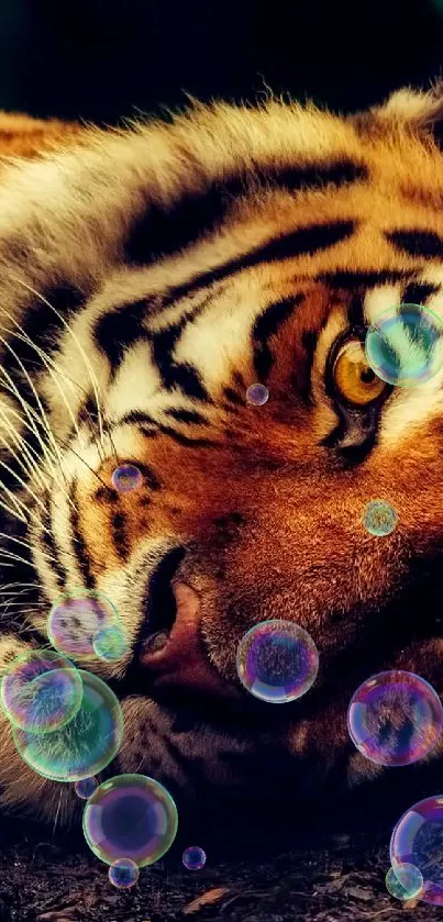 Majestic tiger resting on forest floor wallpaper.