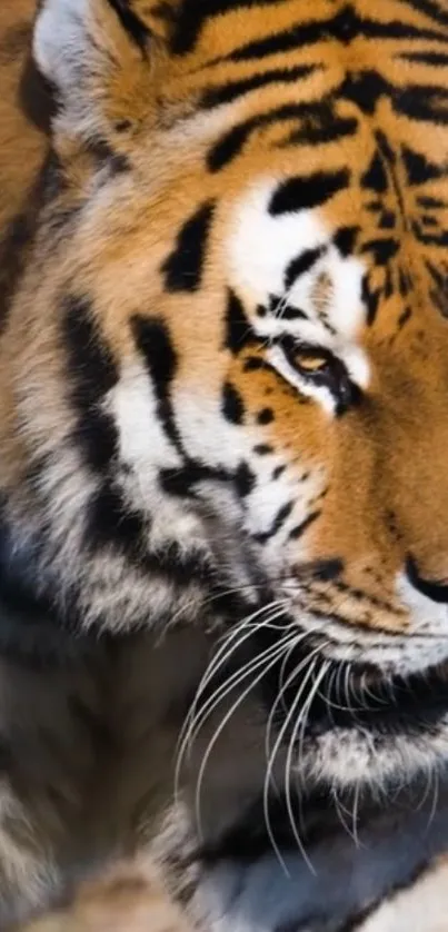 Close-up of a majestic tiger showcasing its vibrant fur and piercing eyes.