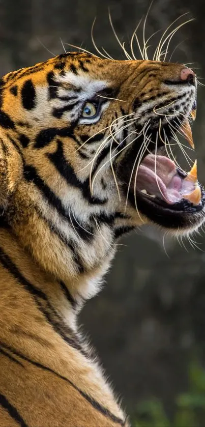 Close-up of a roaring tiger with vivid stripes and bright blue eyes.