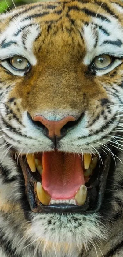 Close-up of a roaring tiger with open mouth.
