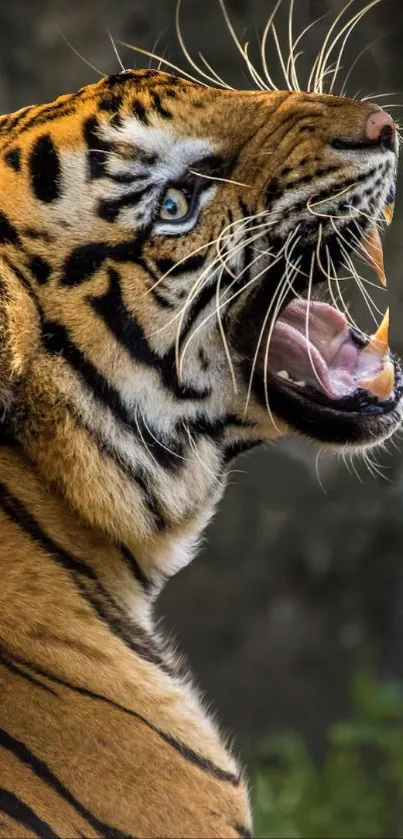 Majestic tiger with striking stripes roaring in the jungle.