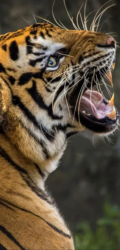 A majestic tiger roaring with sharp focus on its fierce features against a blurred background.