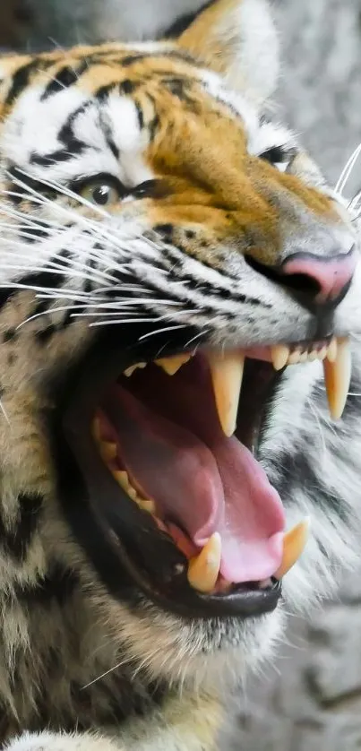Roaring tiger in natural habitat, close-up view.